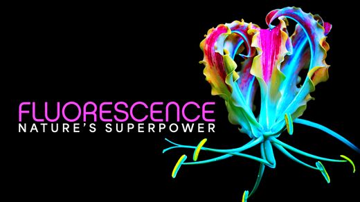 Fluorescence: Nature's Superpower