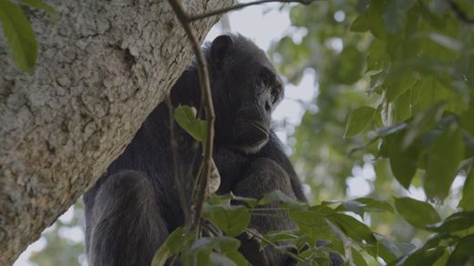 Human and Wildlife Conflict