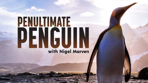 Penultimate Penguin