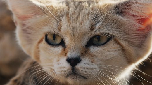 Life And Death In The Dunes