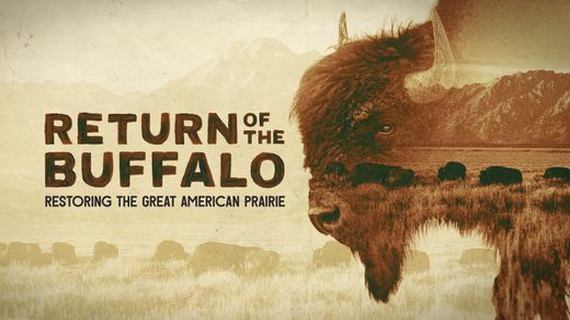 Return of the Buffalo: Restoring the Great American Prairie