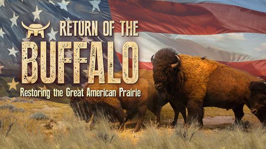 Return of the Buffalo: Restoring the Great American Prairie