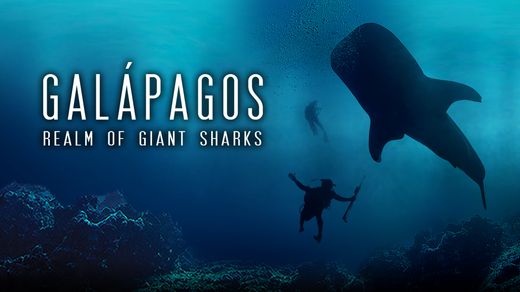 Galapagos Realm of Giant Sharks 4k