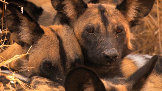 The Curse of the African Hunting Dogs