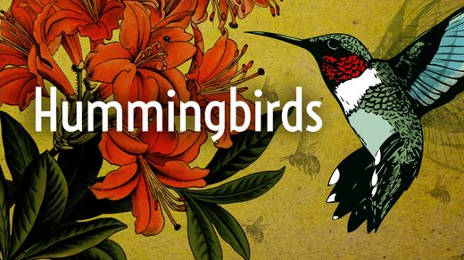 Hummingbirds with David Attenborough