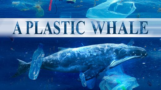 A Plastic Whale