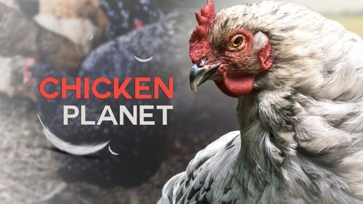 Chicken Planet 4K