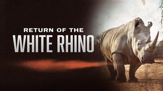 Return of the White Rhino