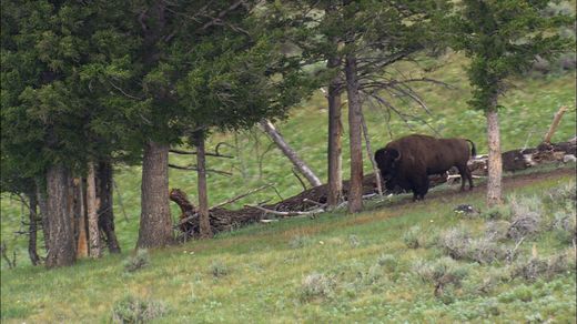Wyoming: Yellowstone National Park