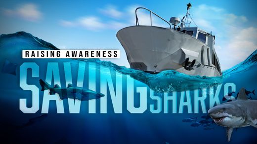 Saving Sharks: Raising Awareness
