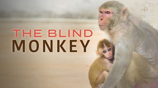 The Blind Monkey