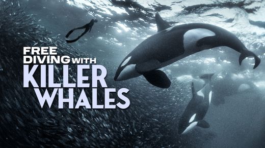 Free Diving With Killer Whales