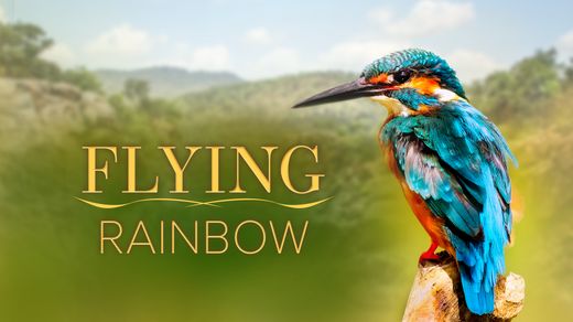 Flying Rainbow
