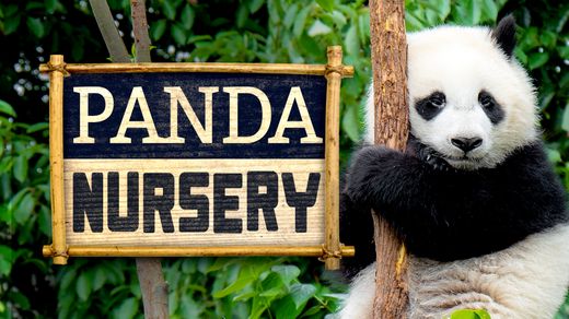 Panda Nursery