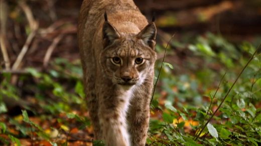 On Silent Paws: The Return of the Lynx