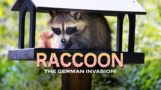 Raccoon: The German Invasion!