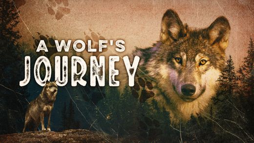 A Wolf's Journey
