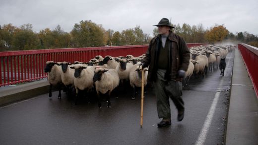 A Shepherd in Eastern Germany