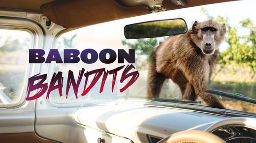Baboon Bandits