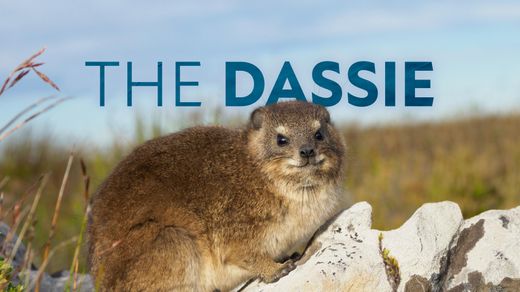The Dassie