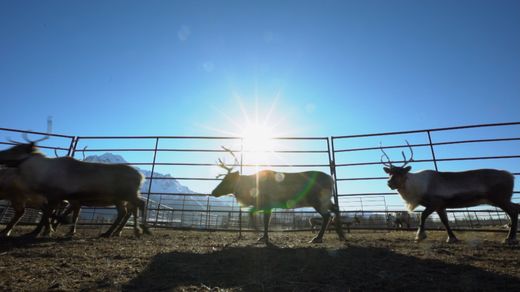 Caribou: Extreme Survivors