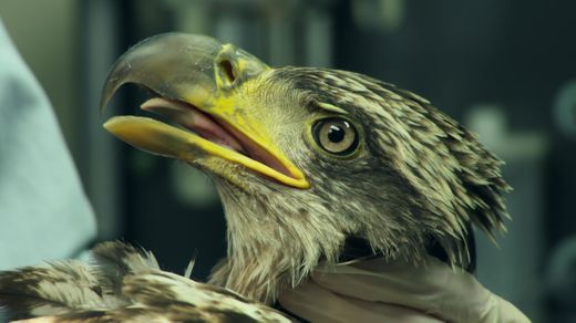 Bald Eagle Rescue