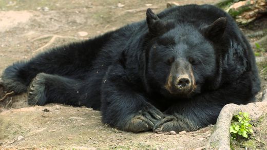 Bears Behaving Badly