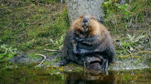 Beaver Lumberjacks