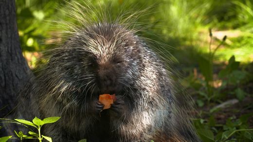 Downtown Porcupines