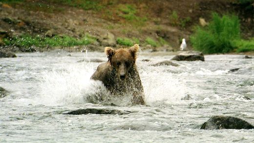 Brown Bears and Salmon