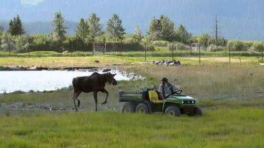 Moose Mayhem