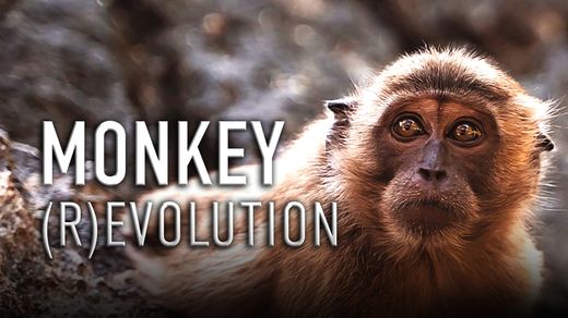 Monkey (R)Evolution