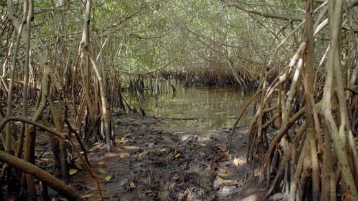 Habitats: The Key to Florida's Fisheries