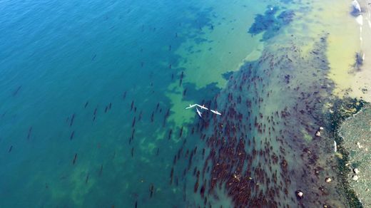Kelp: Hidden Treasure of the Salish Sea
