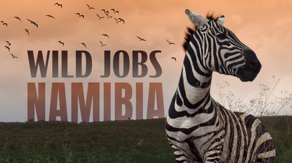 Wild Jobs: Namibia