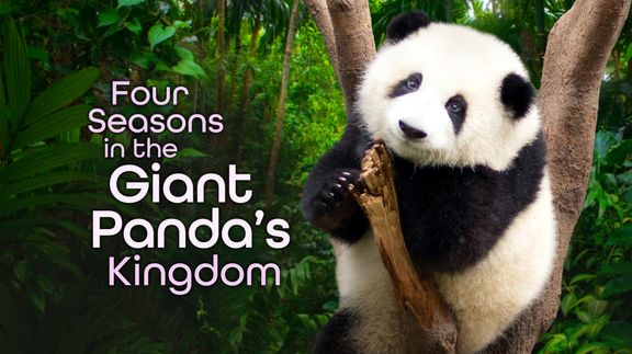 4 Seasons in the Giant Panda's Kingdom