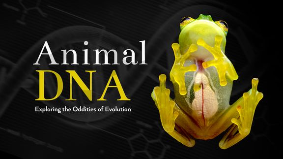 Animal DNA