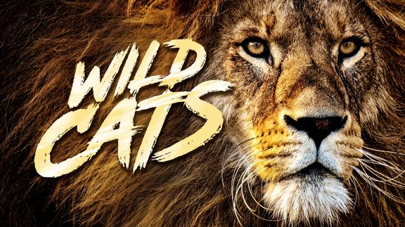 Wild Cats