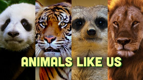 Animals Like Us