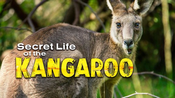 Secret Life of the Kangaroo