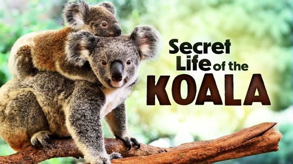 Secret Life of the Koala