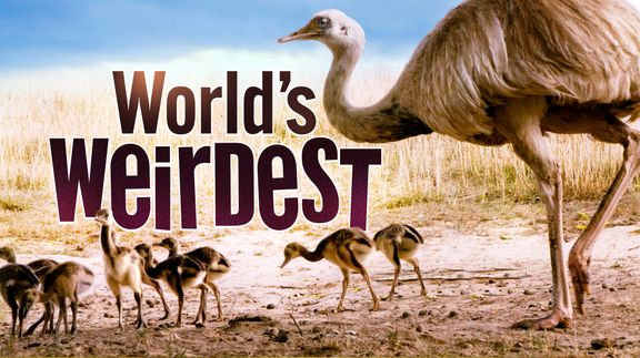 World's Weirdest
