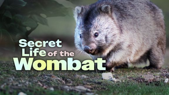 Secret Life of the Wombat