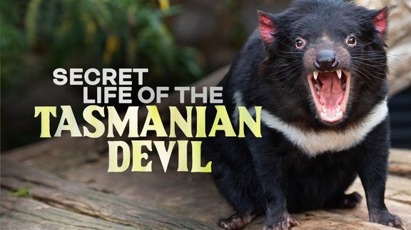 Secret Life of the Tasmanian Devil