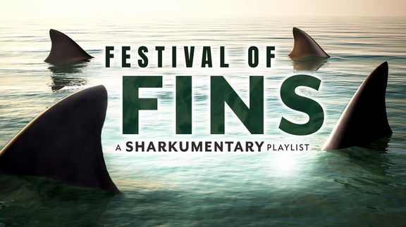 Festival of Fins: A Sharkumentary Playlist