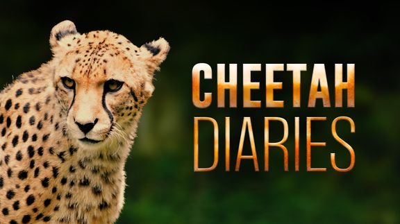 Cheetah Diaries 