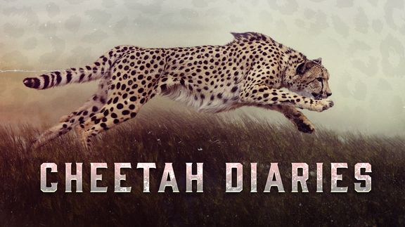 Cheetah Diaries
