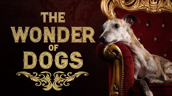 The Wonder of Dogs