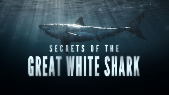 Secrets of the Great White Shark