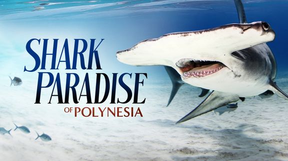 The Sharks of Polynesia